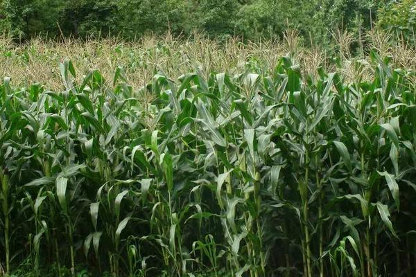 黑农玉29玉米种子特点，密度6000株/亩左右