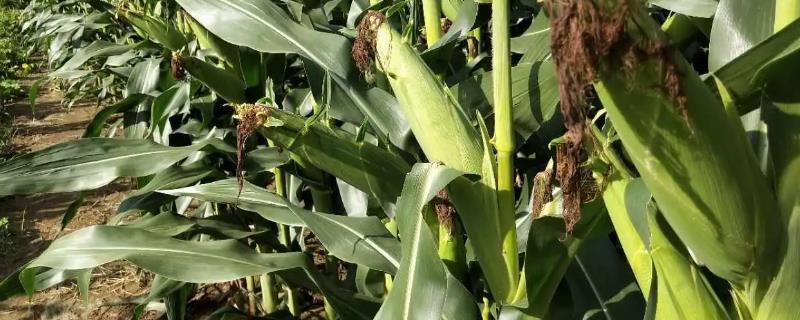 中科玉513玉米种子介绍，密度4500—5000株/亩