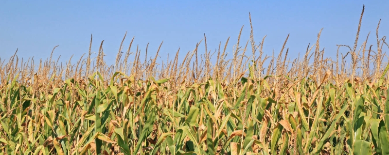 先达920玉米种子介绍,适宜播种期2月至6月