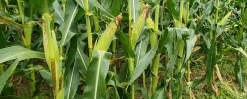 兆育109玉米品种的特性，适宜播种期6月上中旬