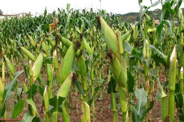 先达816玉米种子简介，注意防治穗腐病和灰斑病