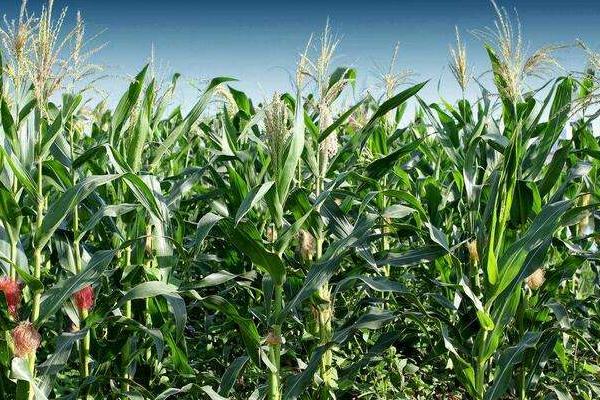 同玉105玉米种子简介，适宜播种期6月上中旬