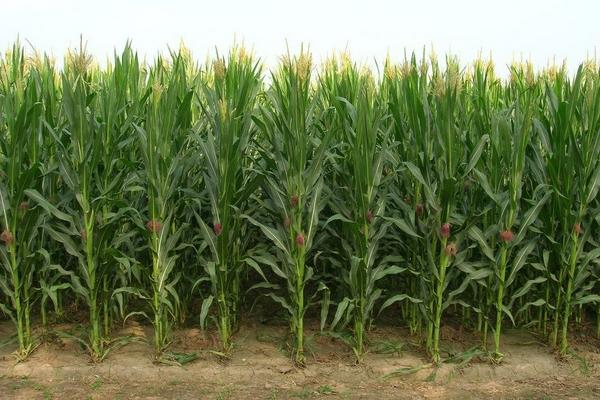 先达816玉米种子简介，注意防治穗腐病和灰斑病