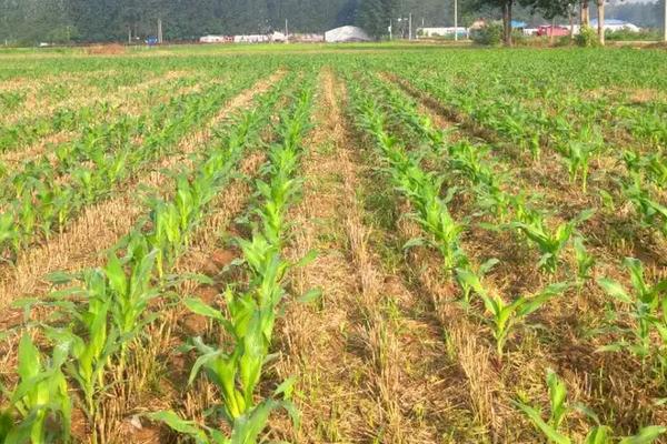 兆育109玉米品种的特性,适宜播种期6月上中旬