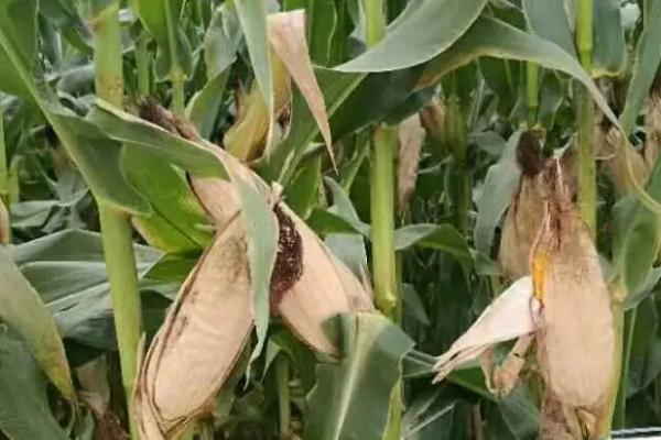 MY76玉米种子特征特性，适宜播种期4月下旬至5月上旬