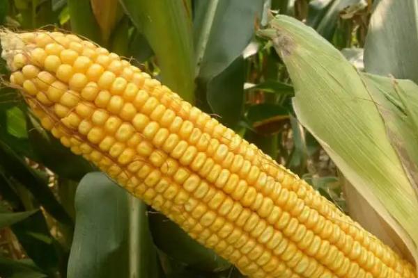 中单1118玉米种子简介,密度4500株/亩左右