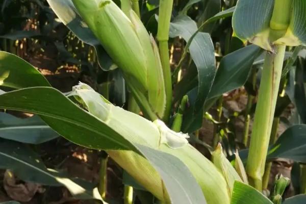 丰乐520玉米种子特征特性，中抗茎腐病