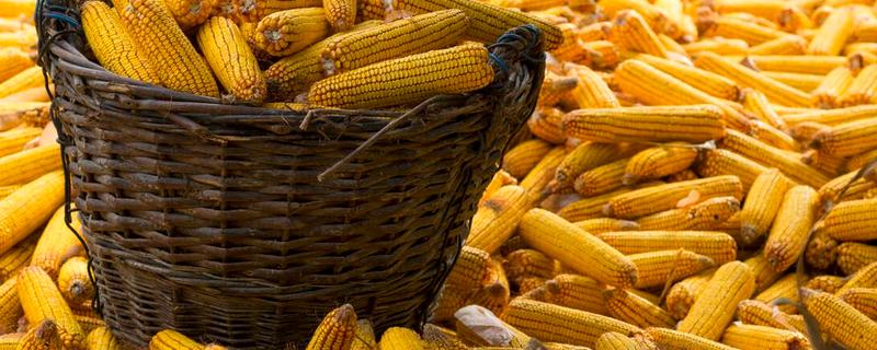 中单1118玉米种子简介,密度4500株/亩左右