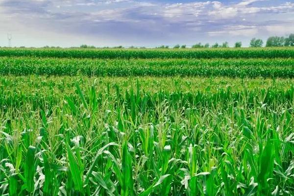 中单1118玉米种子简介,密度4500株/亩左右