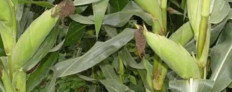 嘉禧355玉米品种简介，中抗茎腐病