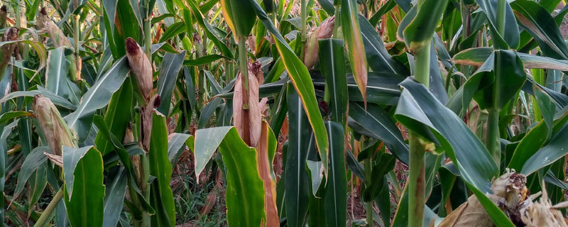 MY76玉米种子特征特性，适宜播种期4月下旬至5月上旬