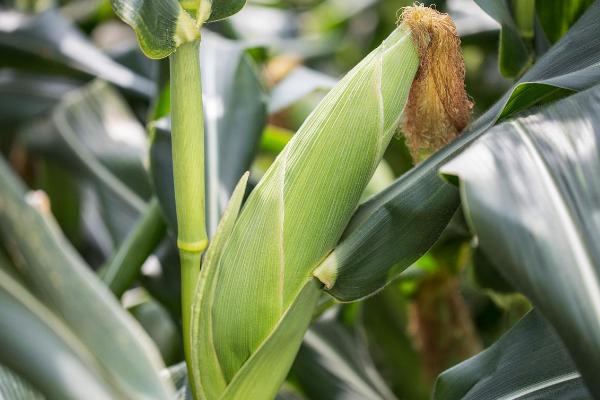 丰乐520玉米种子特征特性，中抗茎腐病