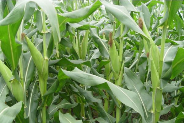 和育4012玉米种子特征特性，适宜播种期4月下旬至5月上旬