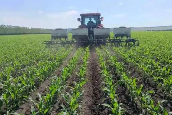 浙糯玉24玉米种子简介，注意防治南方锈病