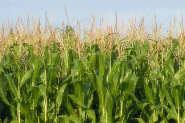 和育4012玉米种子特征特性，适宜播种期4月下旬至5月上旬