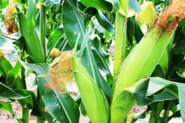 和育4012玉米种子特征特性，适宜播种期4月下旬至5月上旬