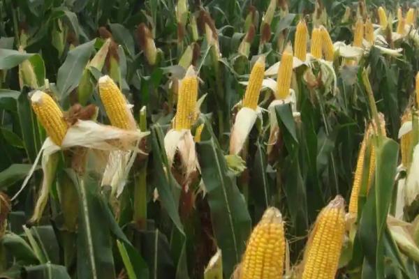 良玉99D玉米种子特点，非靶标害虫按常规措施防治