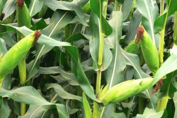 科育2020玉米种子介绍，中抗茎腐病