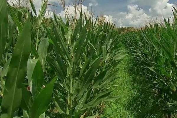 荣玉8K玉米种子特征特性，非靶标害虫按常规措施防治