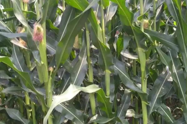 荣玉8K玉米种子特征特性，非靶标害虫按常规措施防治