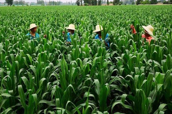 科育2020玉米种子介绍，中抗茎腐病
