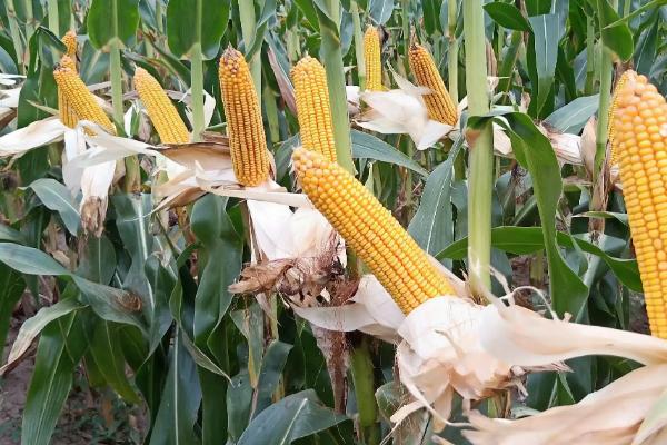 辽科38K玉米种子介绍，播种深度3-4厘米