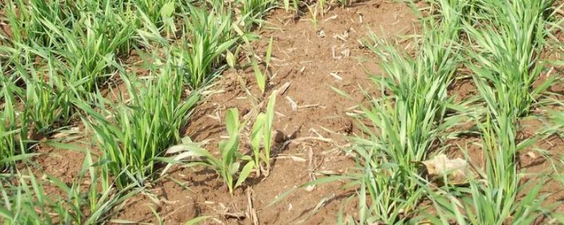 荣玉8K玉米种子特征特性，非靶标害虫按常规措施防治