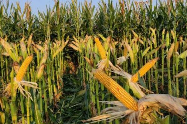 辽科38K玉米种子介绍，播种深度3-4厘米