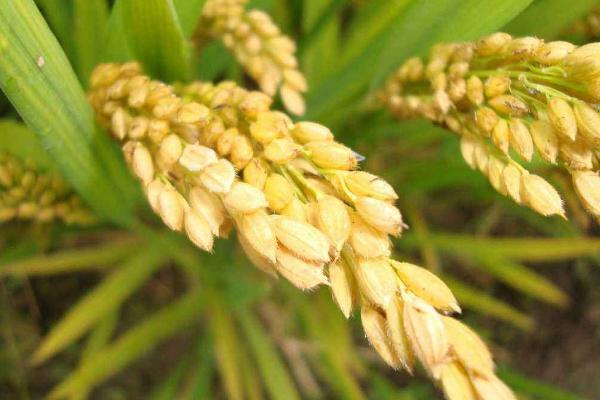 硕两优2116水稻种子特征特性，全生育期128.9天