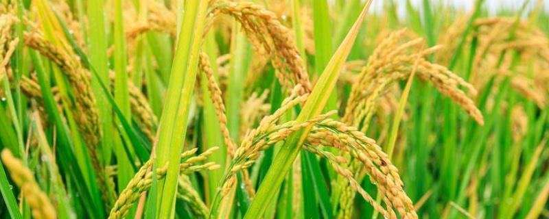 泰两优针丝水稻种子特征特性，一般4月中旬至5月下旬播种