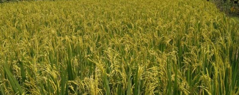 馥香两优215水稻品种的特性，每亩插足基本苗6万以上