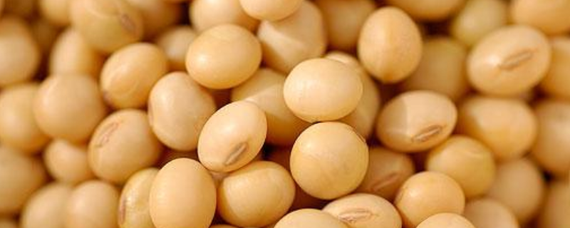 周豆32大豆品种的特性，生育期平均99天