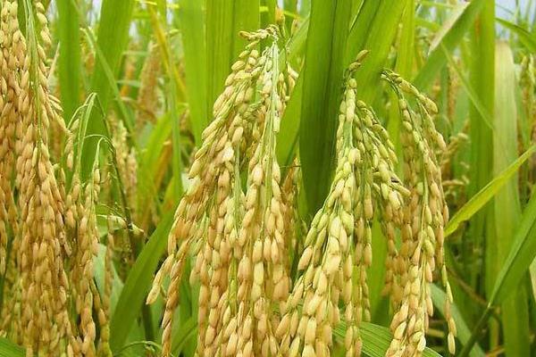 荃两优985水稻品种简介，每亩有效穗数15.7万穗