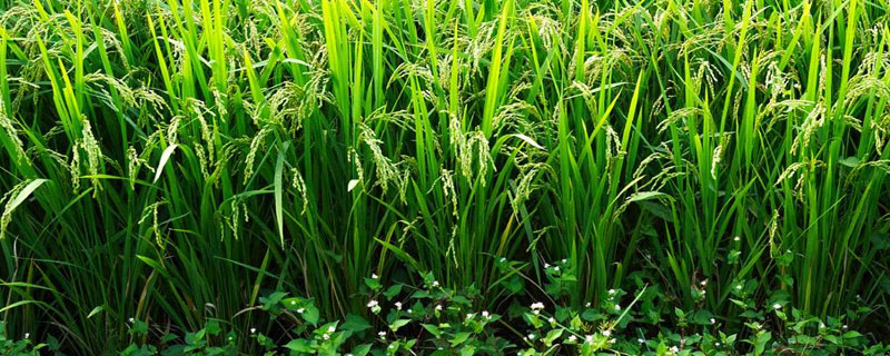荃两优985水稻品种简介，每亩有效穗数15.7万穗