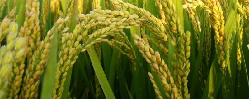 儒优068水稻品种的特性,每亩有效穗数16.3万穗