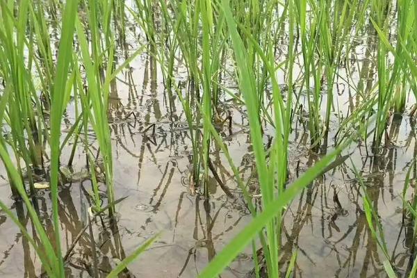 国泰香优丽丝水稻品种的特性，一般4月下旬至5月下旬播种