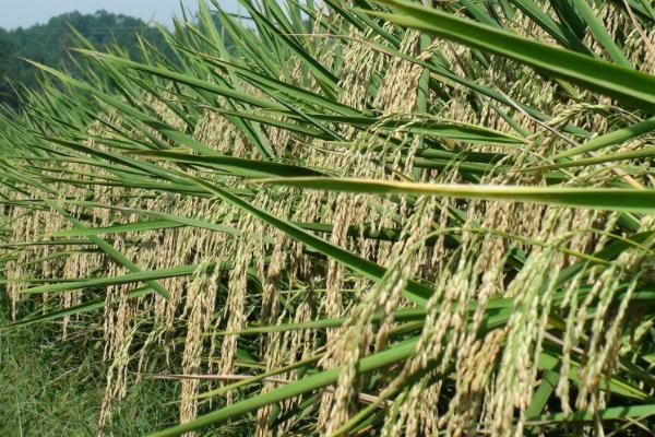 怡两优美香新占水稻品种的特性，每亩插足基本苗6万以上