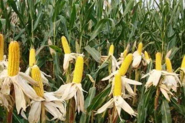 运单87玉米品种简介，适宜播期4月下旬至5月上旬