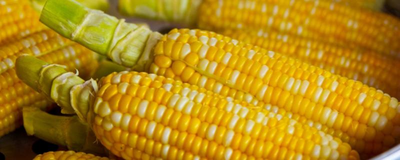 兰库8165玉米品种的特性，中抗大斑病
