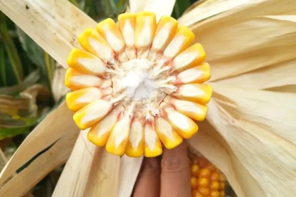 黑娃22玉米品种简介，中抗大斑病