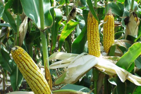 T392玉米品种的特性，适宜播期4月下旬至5月上旬