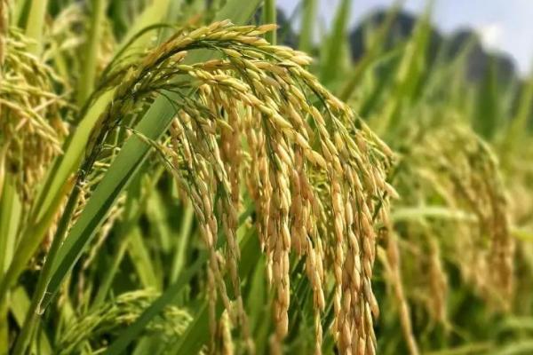 祥两优5202水稻种子介绍,全生育期132.0天