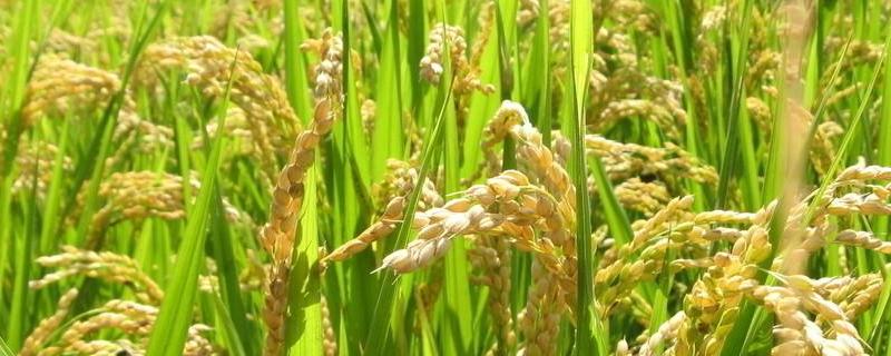珍乡优粤农丝苗水稻种子特点，宜于6月中下旬播种