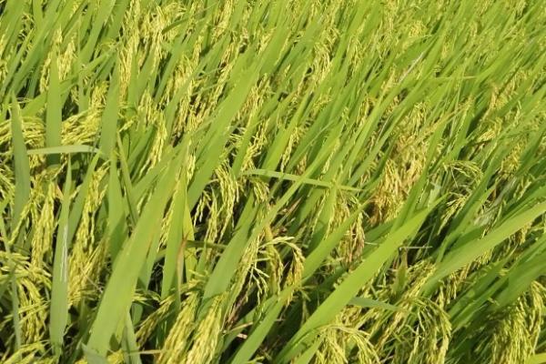 茉两优667水稻种子特征特性，每亩插足基本苗5万以上