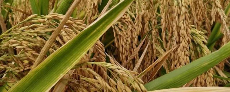荃两优087水稻品种的特性，每亩有效穗数15.4万穗