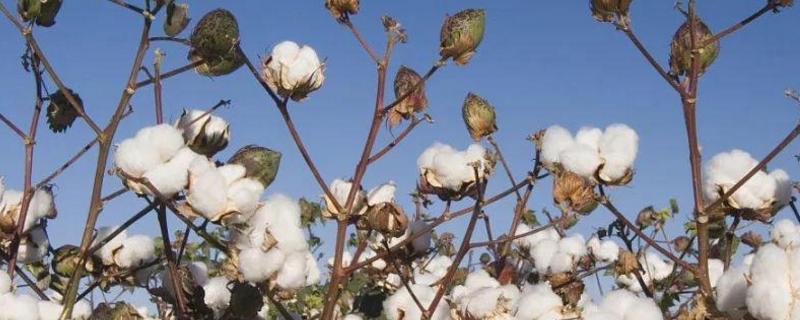 湘源杂1号棉花种子介绍，该品种属迟熟杂交棉花