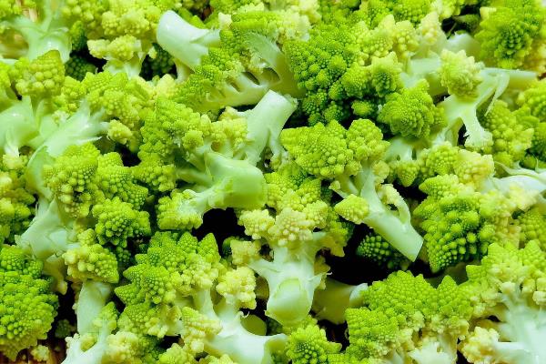 宝塔菜的种子种植方法，生育期为120天