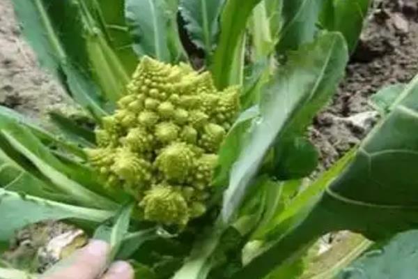 宝塔菜的种子种植方法，生育期为120天