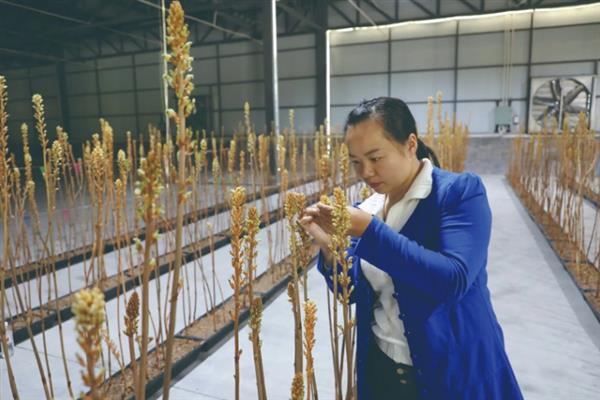 天麻的花粉拌萌发菌能存放多久，一般可以放置1个月左右