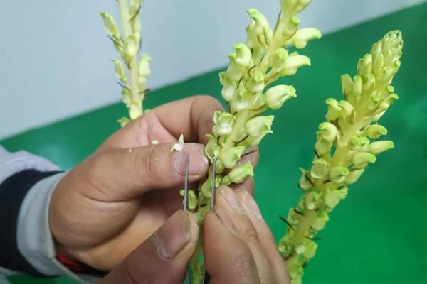 天麻的花粉拌萌发菌能存放多久，一般可以放置1个月左右